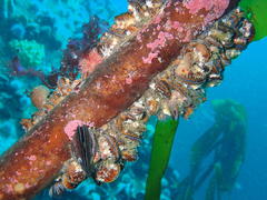 Aulacomya atra capensis