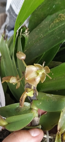 Epidendrum cupreum F.Lehm. & Kraenzl. 4