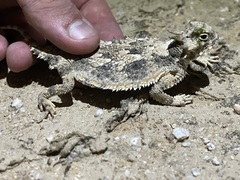 Phrynosoma goodei