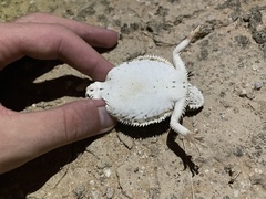 Phrynosoma goodei
