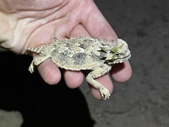 Phrynosoma goodei