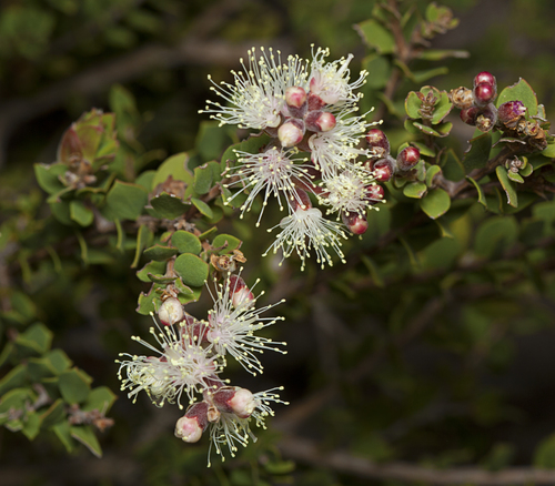 Melaleuca cheelii C.T.White