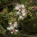 Melaleuca cheelii - Photo (c) tjeales, some rights reserved (CC BY-SA), uploaded by tjeales