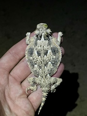 Phrynosoma goodei
