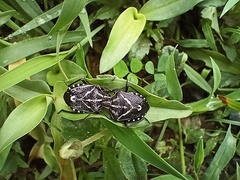 Codophila maculicollis