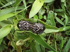 Codophila maculicollis