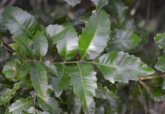 Smelophyllum capense