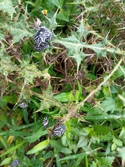 Codophila maculicollis