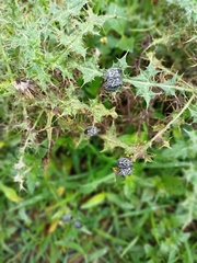 Codophila maculicollis