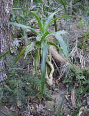 Dracaena aletriformis