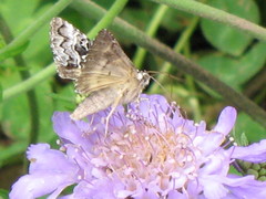Syngrapha rectangula