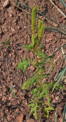 Phacelia denticulata