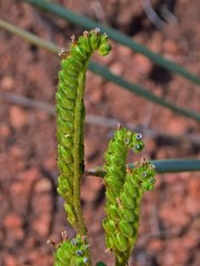 Phacelia denticulata