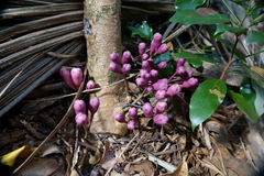 Syzygium toninense