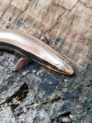 Plestiodon callicephalus