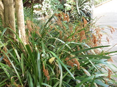 Machaerina complanata