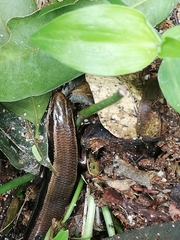 Plestiodon callicephalus