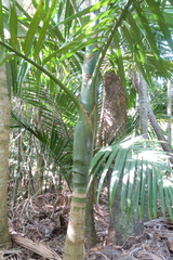 Chambeyronia oliviformis