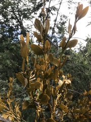 Dendrophthora clavata