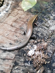 Plestiodon callicephalus