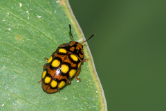 Mycotretus duodecemguttatus