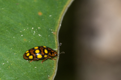 Mycotretus duodecemguttatus