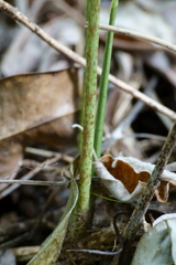 Chambeyronia oliviformis