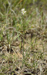 Ornithogalum juncifolium