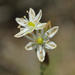 Ornithogalum juncifolium - Photo (c) Adriaan Grobler, alguns direitos reservados (CC BY-NC), uploaded by Adriaan Grobler