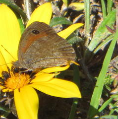 Cassionympha detecta