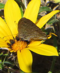 Cassionympha detecta