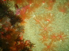 Thyone aurea