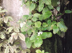 Jovellana sinclairii