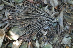 Chambeyronia oliviformis