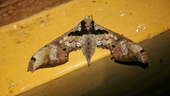 Adhemarius gannascus