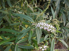 Veronica bishopiana