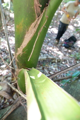 Chambeyronia oliviformis