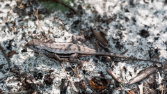Sceloporus woodi