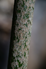 Chambeyronia oliviformis