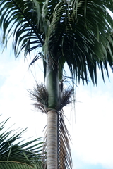 Chambeyronia oliviformis