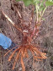 Campuloclinium macrocephalum