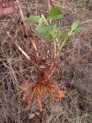 Campuloclinium macrocephalum