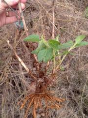 Campuloclinium macrocephalum