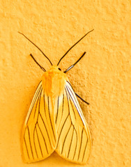 Pseudischnocampa