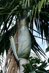 Chambeyronia oliviformis