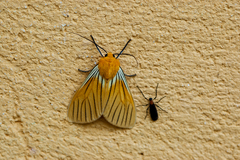 Pseudischnocampa