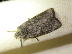 Lithophane antennata