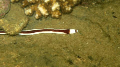 Baseodiscus hemprichii