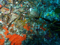 Bifurcariopsis capensis