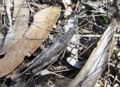 Coryphistes ruricola